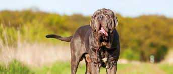 Click on the name of the breed for a complete description of the breed. 3sfmozbdad8kym