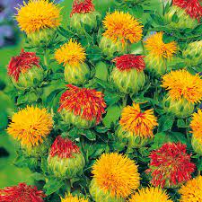 Carthamus Tinctorius Organic Gardening Catalogue