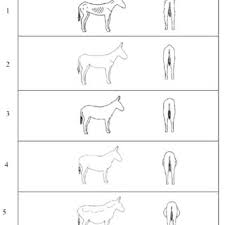 Donkey Weight Estimator Download Scientific Diagram