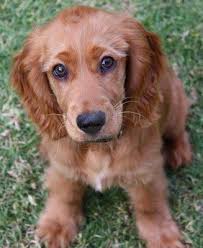 Cocker Spaniel Have Had Several They Are Very Sweet But Not Awfully Intelligent Lol Cocker Spaniel Puppies Golden Cocker Spaniel Golden Cocker Spaniel Puppies
