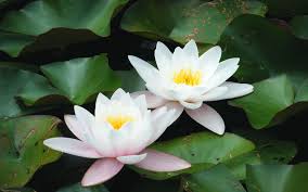 White Lotus Flower Wallpapers Hd Wallpaper Black White Vector Lotus Flower Wallpaper White Lotus Flower Flower Wallpaper