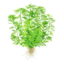 Image result for Hydrostachys myriophylla