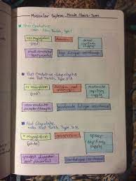 Muscular System Types Of Muscle Fibers Muscular System Anatomy Muscular System Muscle System