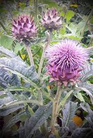 Mehr Als Nur Eine Saison Mehrjahrige Nutzpflanzen Gruneliebe Pflanzen Garten Artischocken