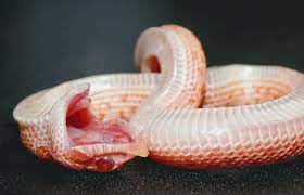 Hatchling Hognose Playing Dead The Ultimate Free Hognose Snake Care Guide Hognose Snake Snake Cute Snake