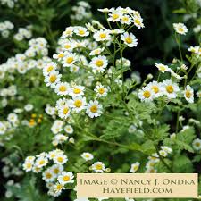 Image result for Parthenium