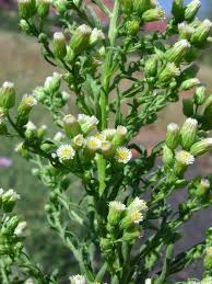 Image result for Conyza