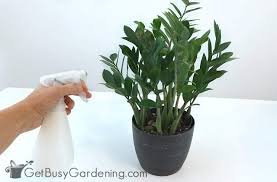 Homemade bug spray for indoor house plants; Pin On Plants