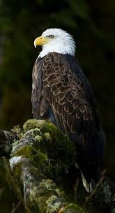Kartal Sasirtici Ve Guzel Fotograf Inanilmaz Dogada Cok Beautiful Kus Beau Goruntuler Ile Kus Eagles Yirtici Kuslar