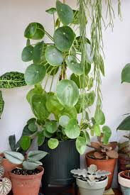 We did not find results for: Plant Profile Chinese Money Plant Pilea Peperomioides Green Rooms Market