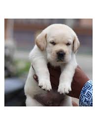 Labrador puppies for sale by registered and experienced labrador breeder. Labrador Retriever Puppies For Sale Gender Female