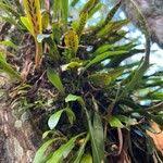 Image result for Loxogramme