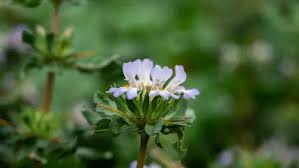 Image result for Hygrophila schulli