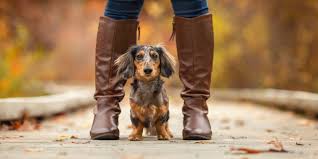 We did not find results for: Pet Photography In Massachusetts And New Hampshire Photography Inspired By The Light In Every Human Dog Connection