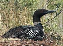 Image result for how long can a loon stay underwater