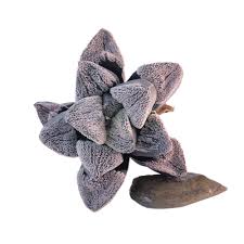 Image result for Pavetta pygmaea