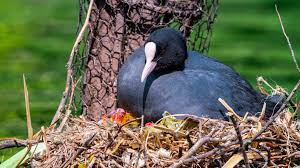 The nest was basically made up of coat hangers, electrical wire, saw blades, cable ties and, i think, the plastic 3d glasses were right up there with one of the most surprising things you find, said ecologist kathy townsend. When Is Removing Birds Nests Okay