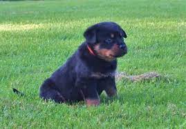Below you'll find some of the most popular names for your. The Best Rottweiler Names A Love Of Rottweilers