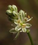 Image result for Albuca virens