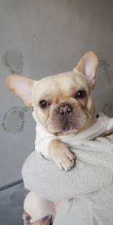 Routine grooming for the french bulldog includes regular nail trimming, ear cleaning, brushing to remove excess hair, frequent cleansing of skin folds, and occasional bathing. Cream French Bulldog French Bulldog Dog French Bulldog Puppies French Bulldog Blue