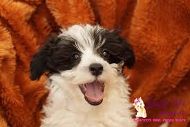We have had maltipoo puppies 25 plus years. Visit Our Maltipoo Puppies For Sale Near Miami Beach Florida