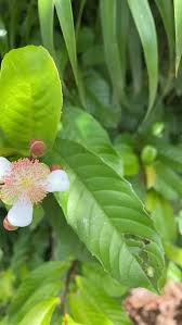 Image result for Tetracera