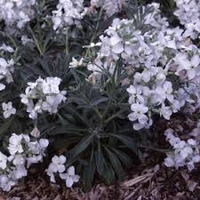 Image result for Matthiola