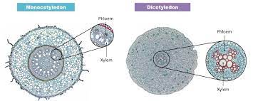 Phloem and xylem are complex tissues that perform transportation of food and water in a plant. Phloem Structure Bioninja