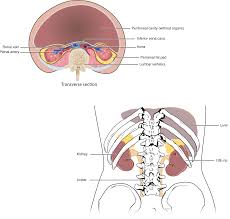 ⇒ click on the diagram to show / hide labels. 25 1 Internal And External Anatomy Of The Kidney Anatomy Physiology