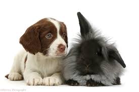 The dog is the tallest of the spaniel breeds, with a fair amount of leg for covering rough ground quickly. Pets English Springer Spaniel Puppy And Black Lionhead Rabbit Photo Wp47485
