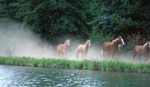 Mild signs and symptoms of a west nile virus infection generally go away on their own. West Nijl Virus Bij Paarden Vaccineer Je Paard Jaarlijks