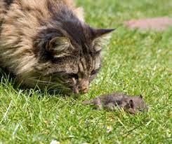 How Do I Stop My Cat From Bringing Me Dead Mice