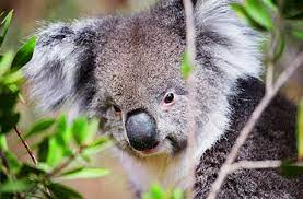 It can trace its origins back to 1977, since then it has become one of the foremost marine parks in the world. Adventures In Australia Southern Australia Koala Red Necked Wallabies Animal Attractions Ocean Park Hong Kong