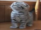 Available Scottish Fold Kittens For Sale & Cats For Adoption