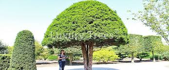 Baum aus kunststoff, auf korkfuß, größe: Gartenbaume Online Kaufen Luxurytrees Shop