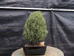 Image result for rosemary bonsai