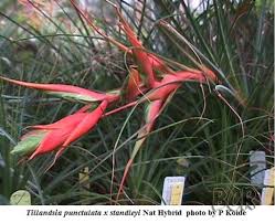 Image result for Tinnea apiculata