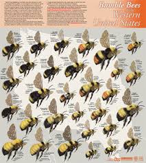 western bees poster pollinator org