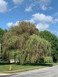 Image result for venturia saliciperda willow tree