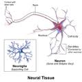 We did not find results for: Multipolar Neuron Wikipedia