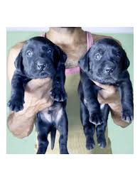 If you are unable to find your labrador retriever puppy in our puppy for sale or dog for sale sections, please consider looking thru thousands of labrador retriever dogs for adoption. Labrador Retriever Puppies For Sale Gender Female