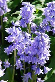 Pin On Planting From Seeds