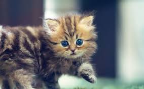 Tekin Alptekin Tarafindan Kediler Panosundaki Goruntu Cute Kittens Yavru Kediler Cok Sirin Hayvanlar