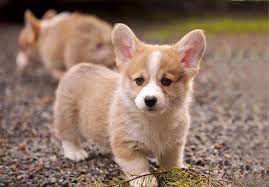 Breeders of merit are denoted by level in ascending order of: Pembroke Welsh Corgi Puppies For Sale Akc Puppyfinder