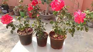 How to care for flowers in a pot. How To Care Rose Plant In Pot Colourful Variety Of Rose Plant Youtube