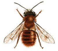 Insectes Auxiliaires Les Allies Du Jardinier Insectes Refuge Poilus