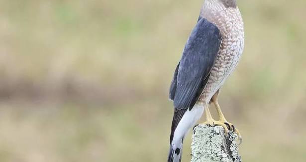 Accipiter cooperii (Cooper's hawk) | Humboldt Life | Lost Coast Outpost | Humboldt County News