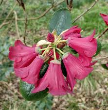 Image result for Rourea thomsonii