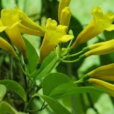 Image result for Adenocalymma