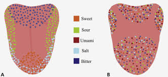 Image result for Taste Dysfunction